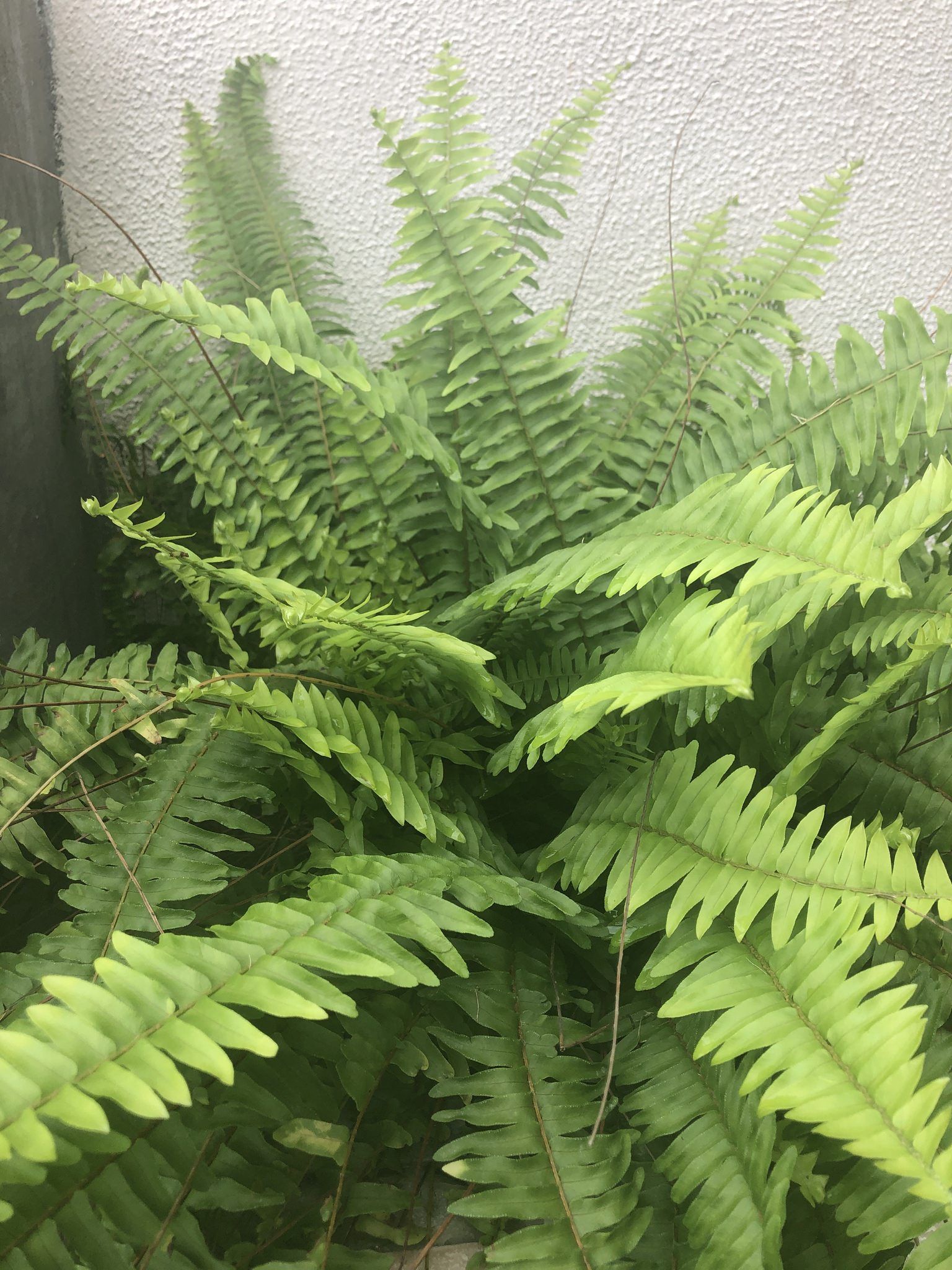 Nephrolepis exaltata